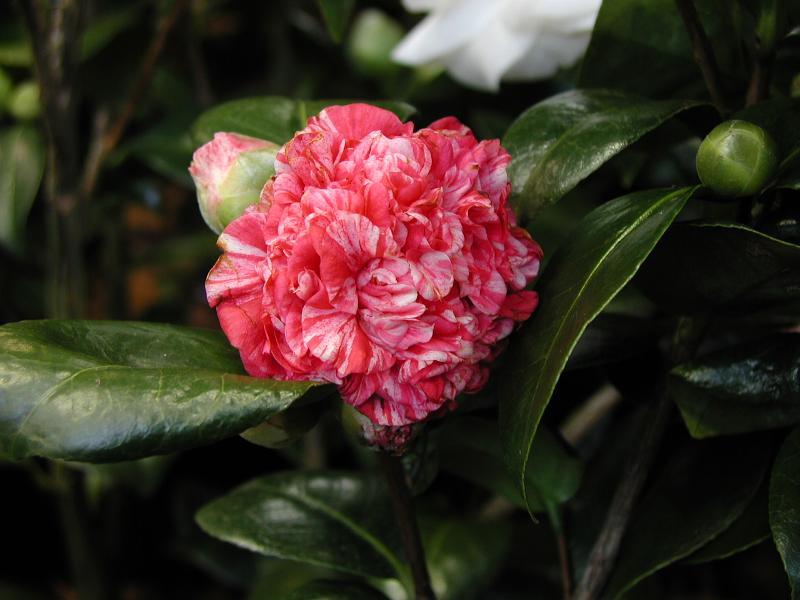 Camellia japonica 'Little Bit'_동백나무 '리틀 비트'.JPG