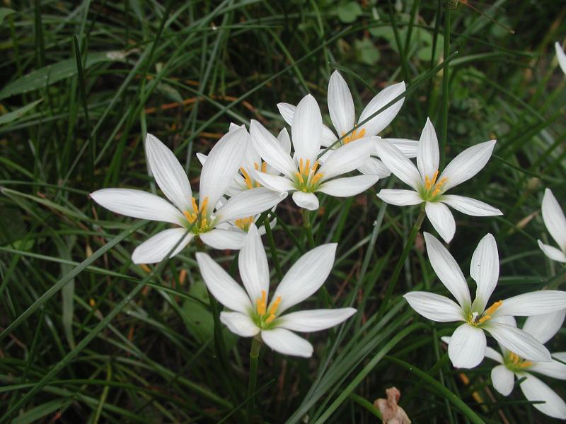 흰꽃나도사프란