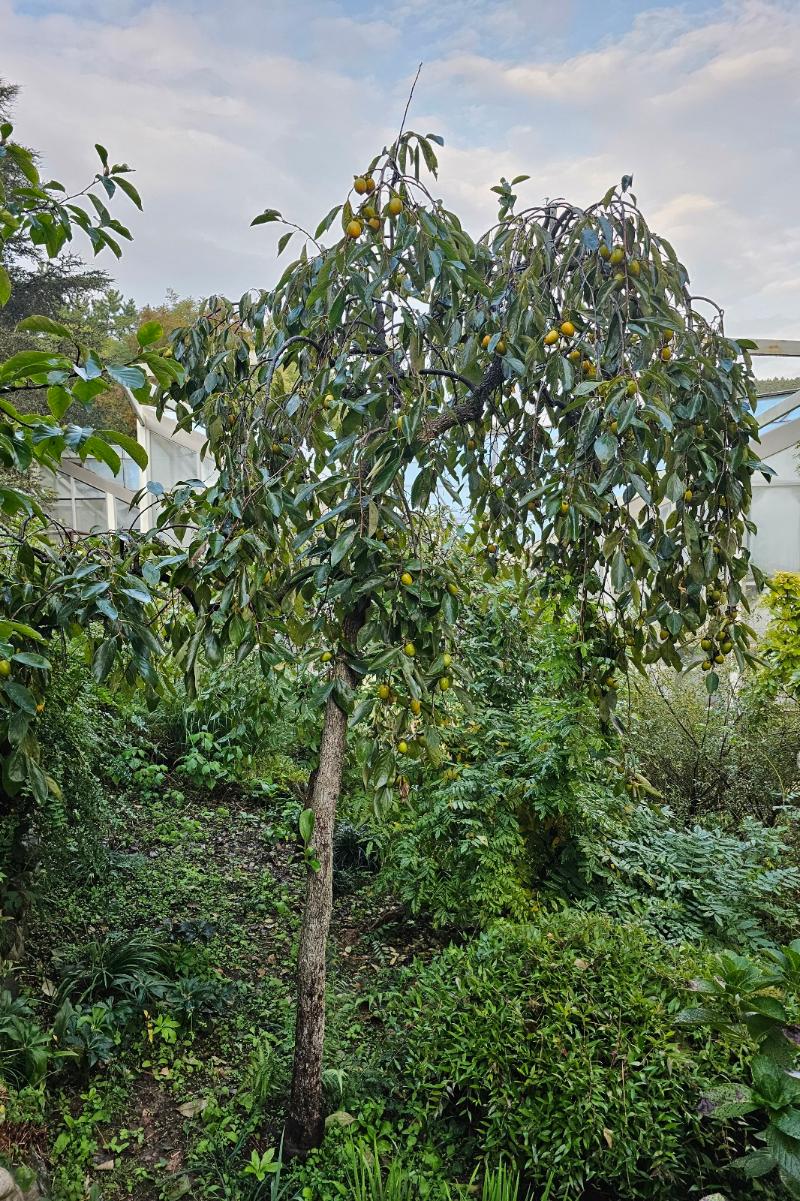 처진감나무